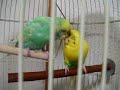 ??????????????Lovely budgie PhiPhi&Lemone ??????????????Lovely budgie PhiPhi&Lemone