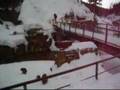 Jigokudani Yaen-koen monkeys in winter
