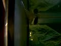 reproduccion de bettas reproduccion de bettas