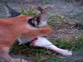Caracal at Emdoneni