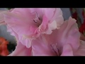 Výstava GLADIOL RT 2008