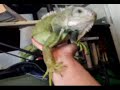 Click here to watch this video Good boy Hector