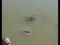 videos de Siluro-Moncada 2005