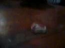 Babsy Pops Head From bag 1