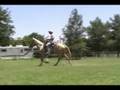 Missouri Foxtrotter Gaited trail horse fox trotter gelding