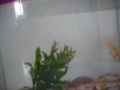 poisson rouge poisson rouge