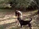 Well Trained & Properly Supervised - Pit Bull and 9 yro Girl