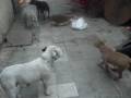 videos de pelea de perras xd kira vs dana