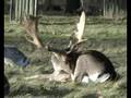 Mooseboy Clip 8