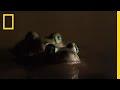 Romantic Toad Romp