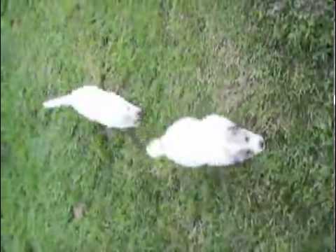 Your Choice Great Pyrenees Puppy
