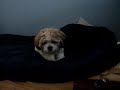 Arguing with my dog