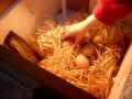 Hatching chicken eggs - Turning 101