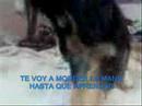 dudedonde esta mi monkey?