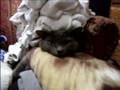 World's Laziest Cat
