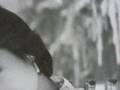 岡田有希子 恋のエチュード