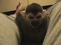 Pet Squirrel monkey falling asleep