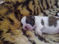 shih tzu puppie dreaming