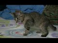 opticlab - cat (pinky) vs helicopter