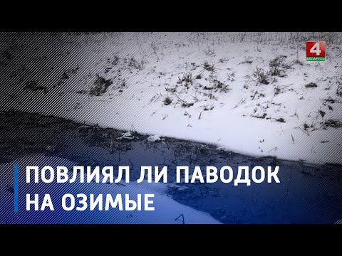 Вместо погибших озимых культур на Гомельщине весной пострадавшие площади засеют новыми семенами видео