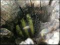 videos de Down the Bee Hole, Part 2