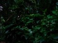 Boricua Nights   -   De Mi Jardin a Vos