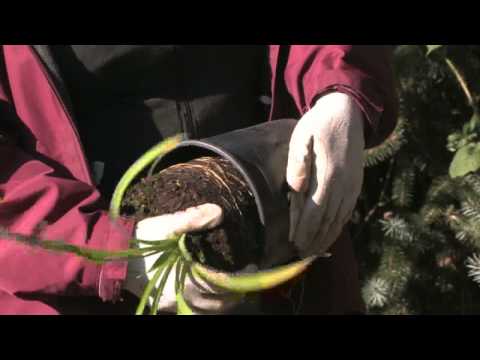 how to fertilize daylilies