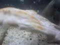 pyranha