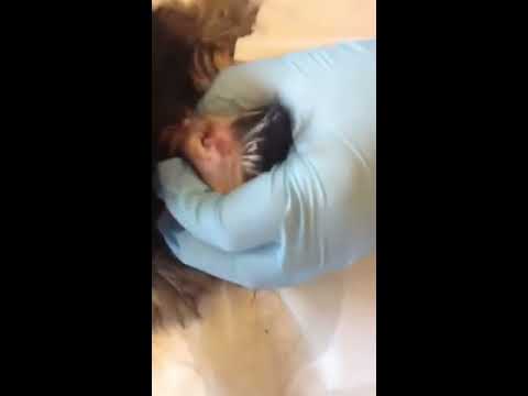 how to remove tick from dog
