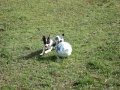 videos de Trip the Tiny Amazing Soccer Dog!