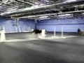 Berlin at Flyball practice