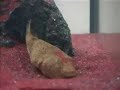 Congo Puffer Congo Puffer