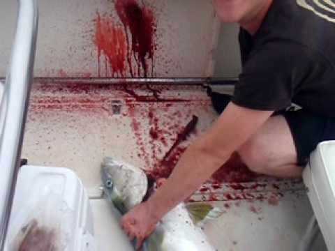 how to bleed yellowtail