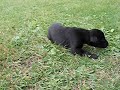 Greyhound puppie Crimdon Adder 2 weeks old Greyhound puppie Crimdon Adder 2 weeks old