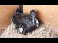 Click here to watch this video Small One's ducklings! Black Indian Runner Duck