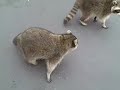 Feeding Roadkill with FRED
