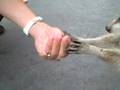 Feeding Roadkill with FRED