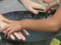 magic water pot -- water sprinkles upwards! magic water pot -- water sprinkles upwards!
