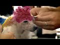 Paul Merton China doggie salon