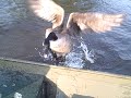 canada goose thinks he owns this boat and takes exception to its use.

featured on inside edition!