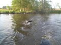 canada goose thinks he owns this boat and takes exception to its use.

featured on inside edition!