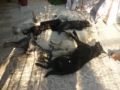 MASS POISONING IN SALAMINA-YET ANOTHER GREEK TRAGEDY!