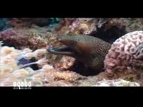 See video