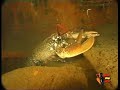 Video con imágenes de los fondos marinos de Ceuta.