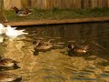 Kaczki duck