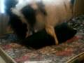 videos de gizmo getting it on