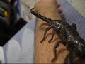 Emperor scorpion Emperor scorpion