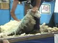 Black Isle Show 2008 Shearing Open Final (part 2 of 2)