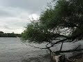 Rheinwellen bei Walluf im Rheingau