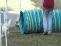 Chinese Crested Vision Impaired